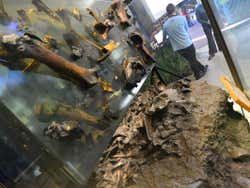 Resti di ossa al La Brea Tar Pits